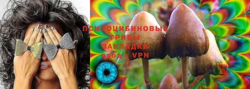 Псилоцибиновые грибы Psilocybe  Коломна 