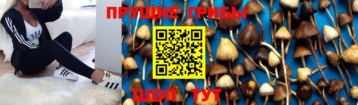 Псилоцибиновые грибы Psilocybe Коломна